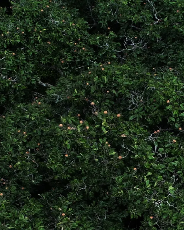 Cocos fruit of the Brazil nut tree
