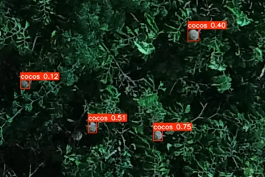 Successful Brazil nut tree fruit detections using YOLO