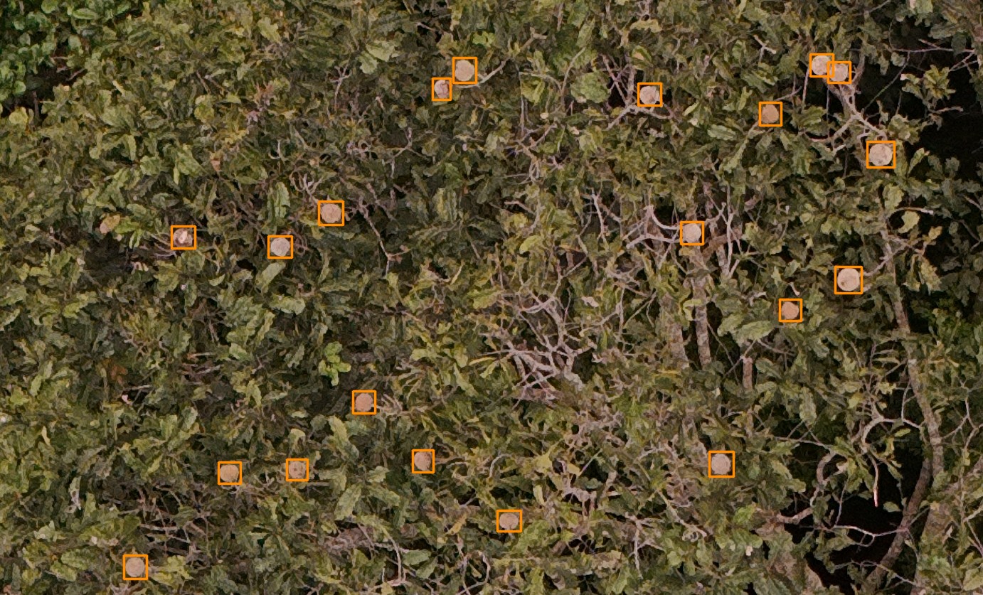 Coco detection example