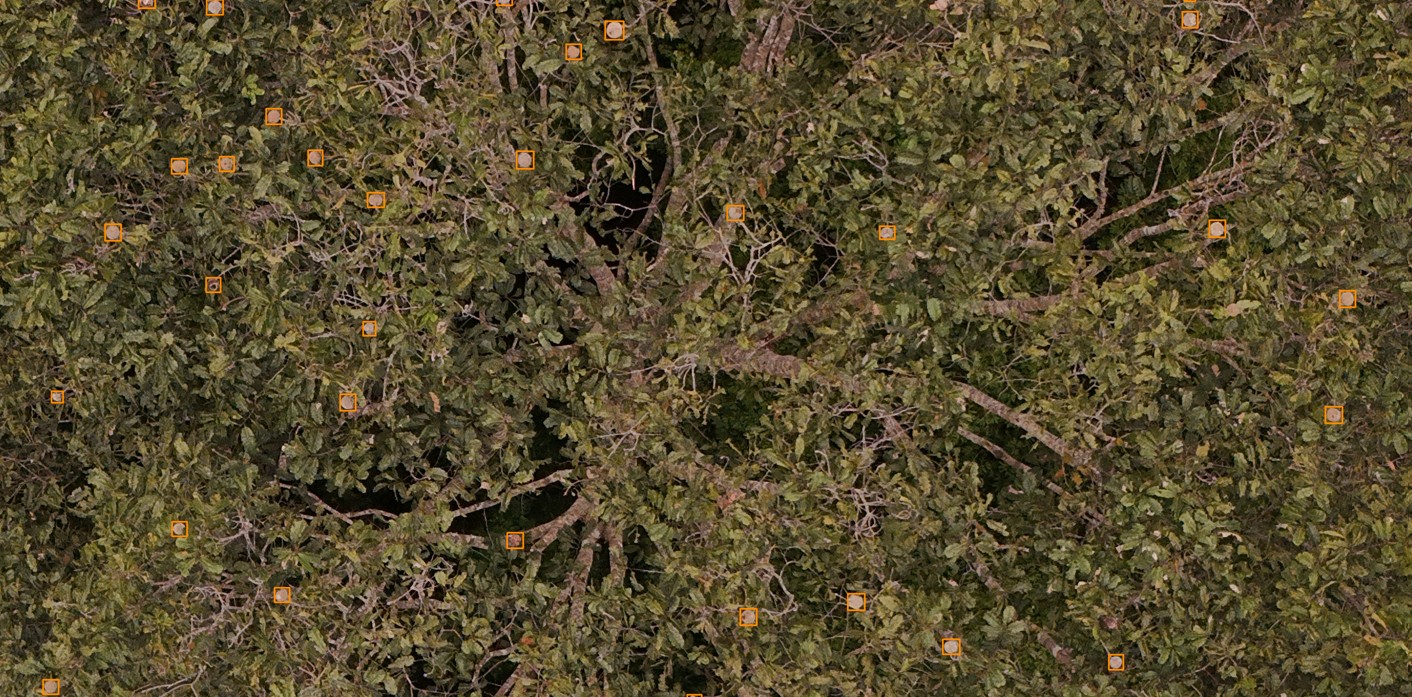 Annotated coco detections